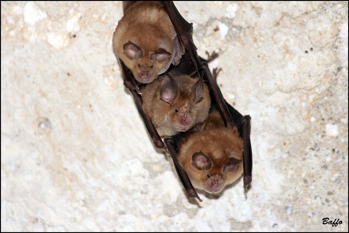 Pipistrelli,di che tipo?